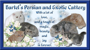 Bartel s Persian and Exotic Cattery